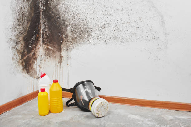 Trusted Lincoln City, OR Mold Removal Experts