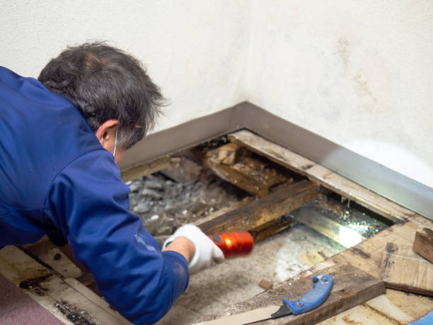 Best Crawl Space Mold Removal  in Lincoln City, OR
