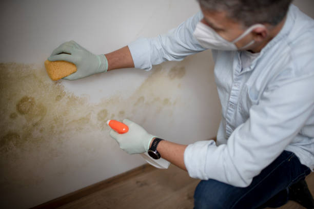 Best Mold Remediation Services  in Lincoln City, OR