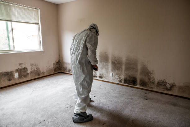 Best Professional Mold Removal  in Lincoln City, OR