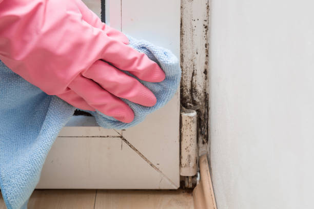 Best Attic Mold Removal  in Lincoln City, OR